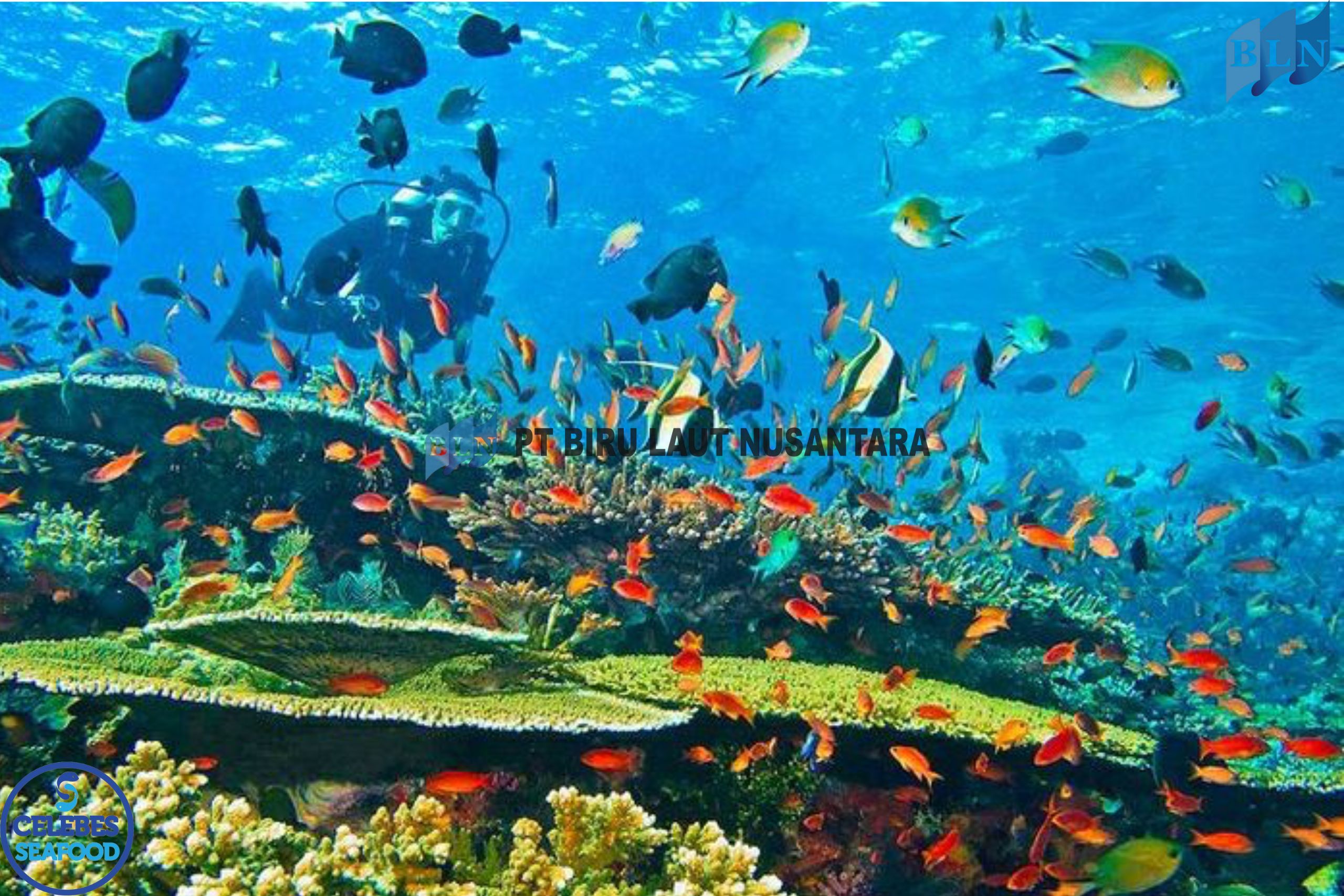 Efforts to Protect the Sustainability of Marine Ecosystems